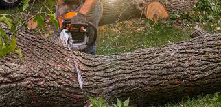 Professional Tree Services in Clanton, AL