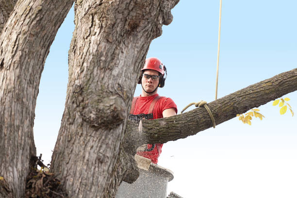 How Our Tree Care Process Works  in  Clanton, AL